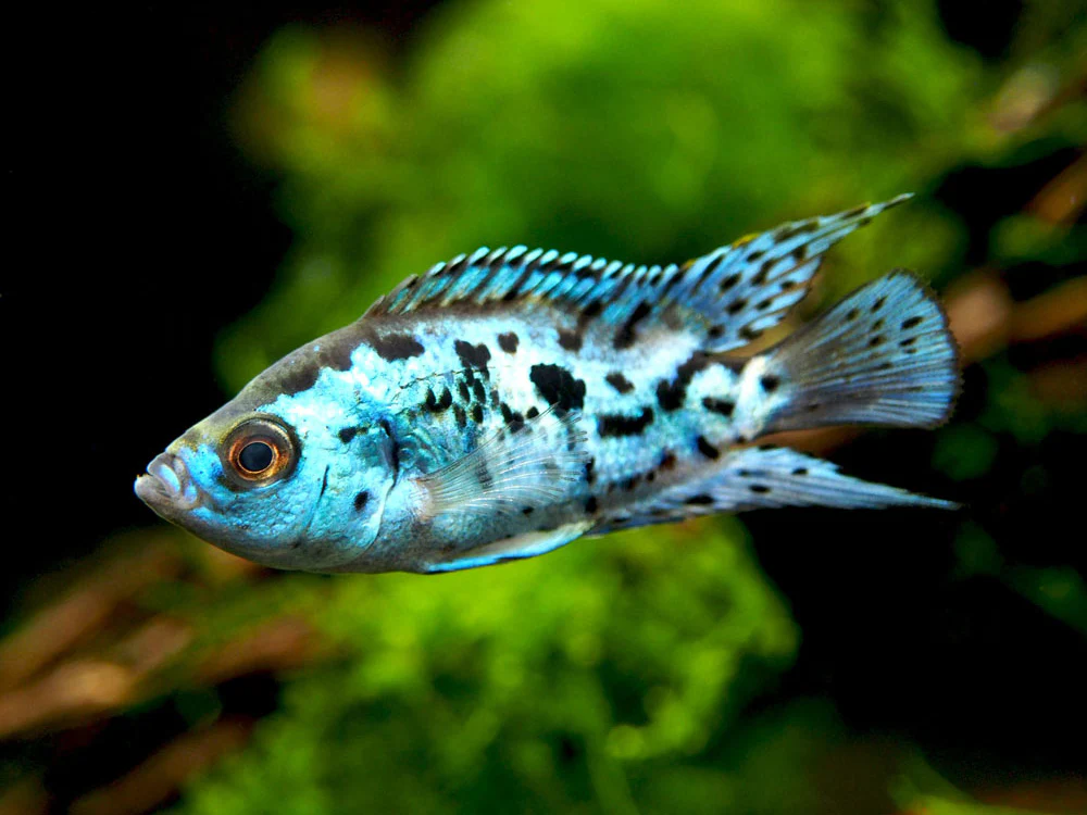 Electric Blue AKA Powder Blue Jack Dempsey Cichlid (Rocio octofasciata 