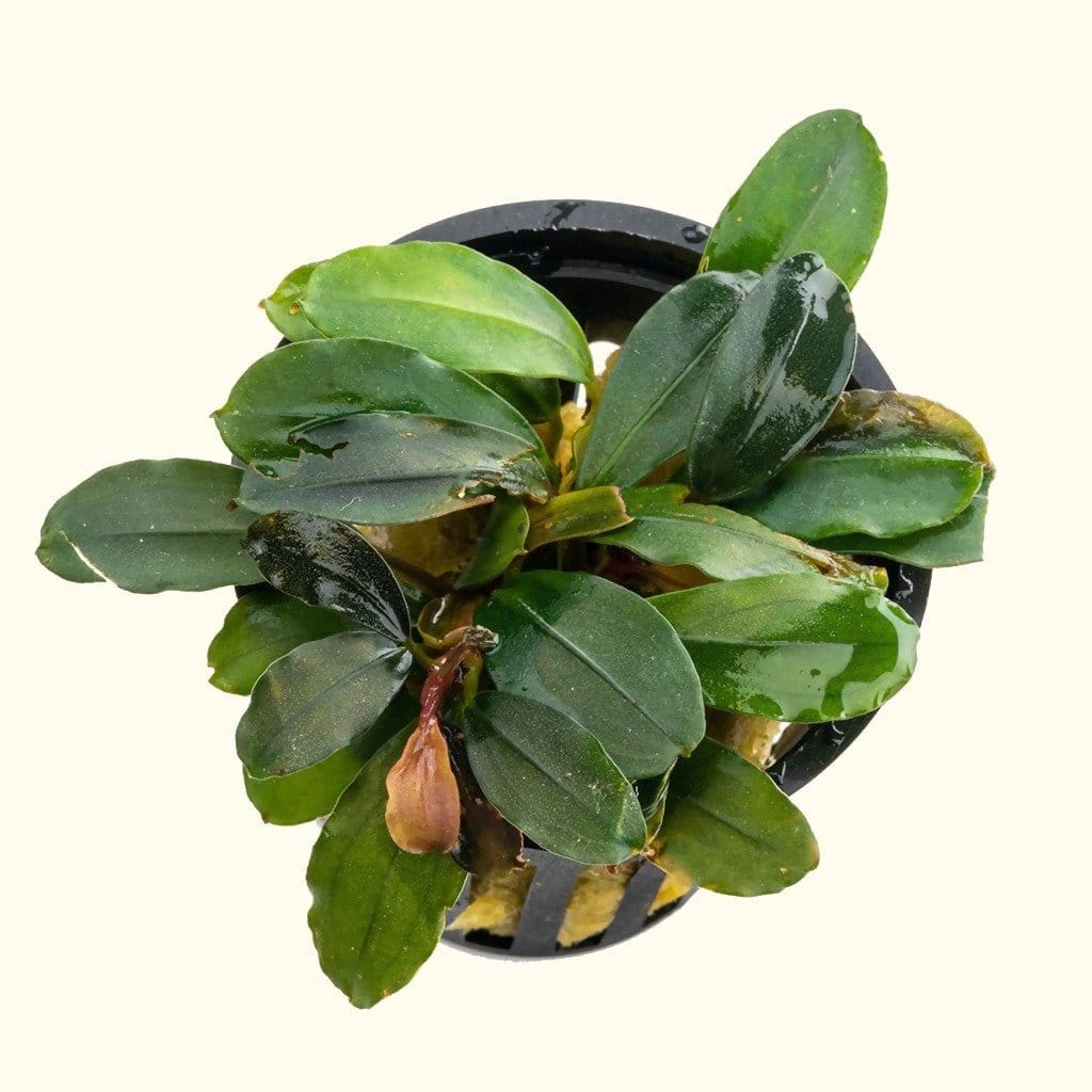 Bucephalandra Black Pearl - Nestor' Aquariums & Pets