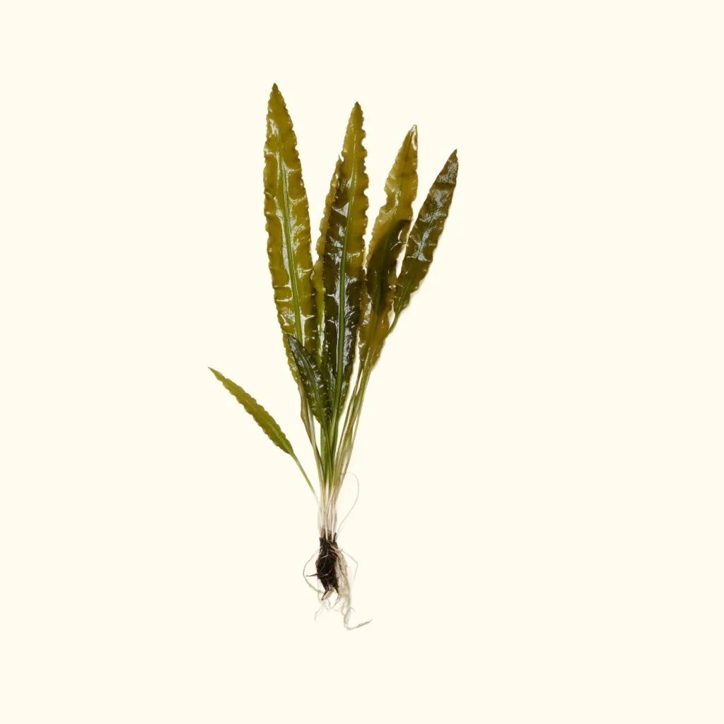 Aponogeton Crispus - Nestor' Aquariums & Pets