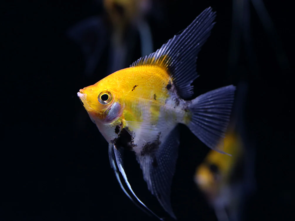 Angelfish - Nestor' Aquariums & Pets