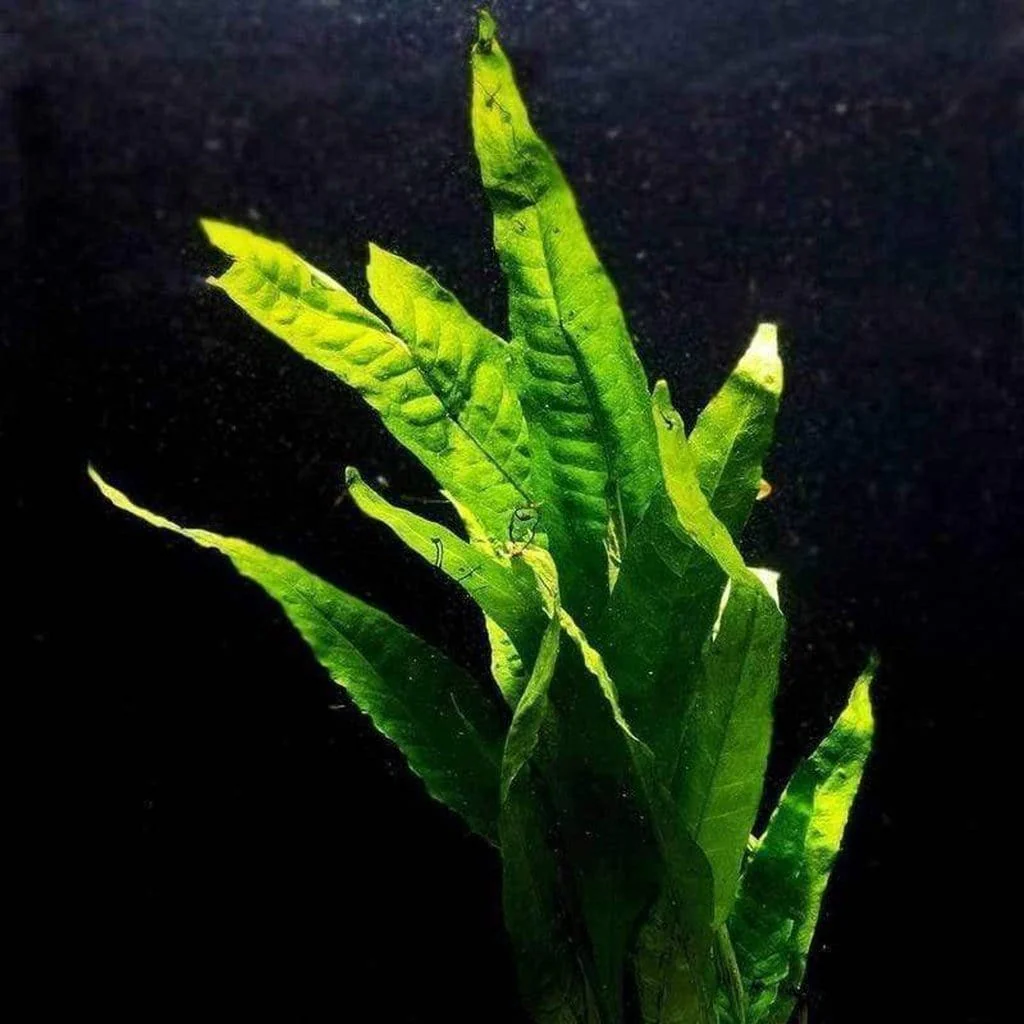 Java Fern - Nestor' Aquariums & Pets