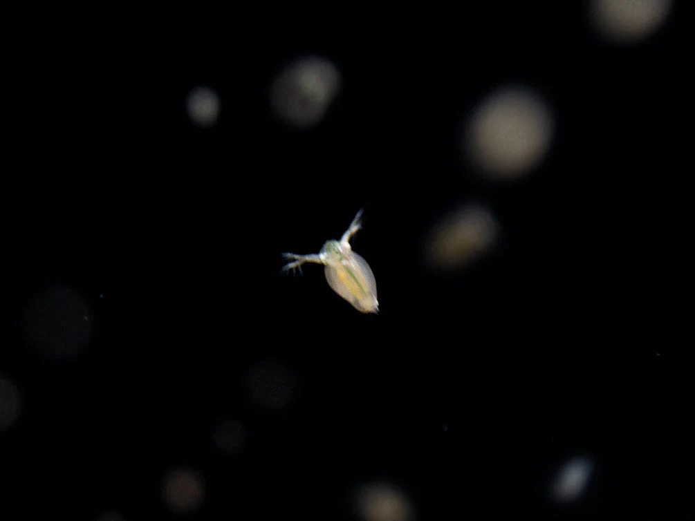 Live Daphnia and Scud Cultures Combo Pack - Aquatic Arts - Nestor' Aquariums & Pets