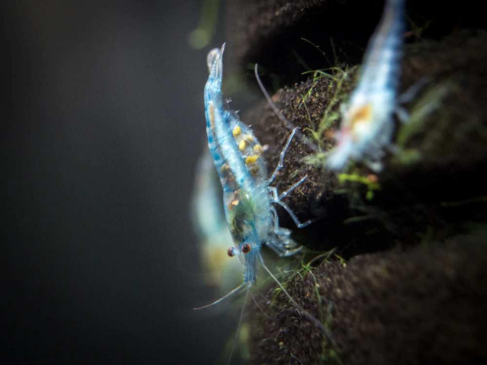 Sky Blue Velvet Shrimp Breeder Combo Box - Nestor' Aquariums & Pets