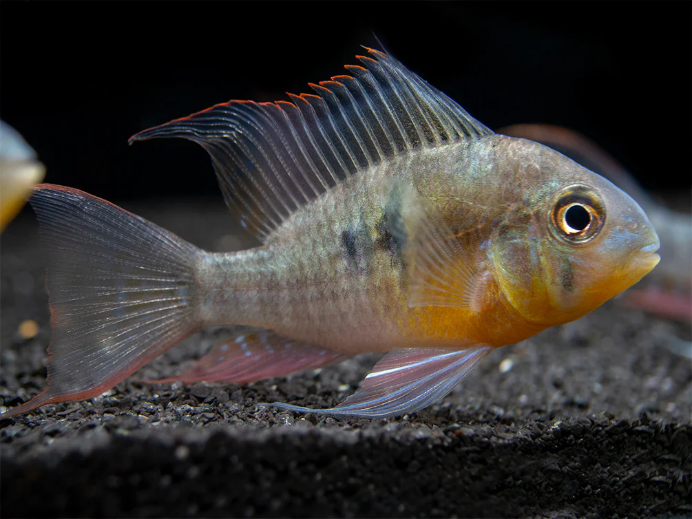 Bolivian Ram Dwarf Cichlid (Mikrogeophagus altispinosus), Tank-Bred - Nestor' Aquariums & Pets