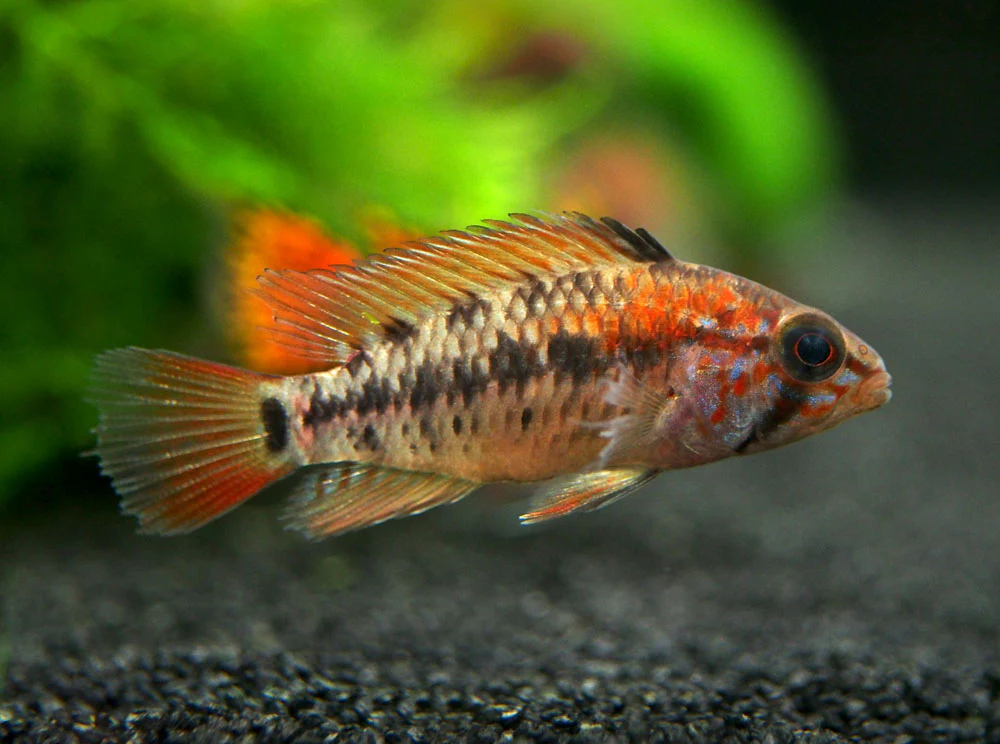 Red Shoulder Dwarf Cichlid (Apistogramma macmasteri), Tank-Bred - Nestor' Aquariums & Pets