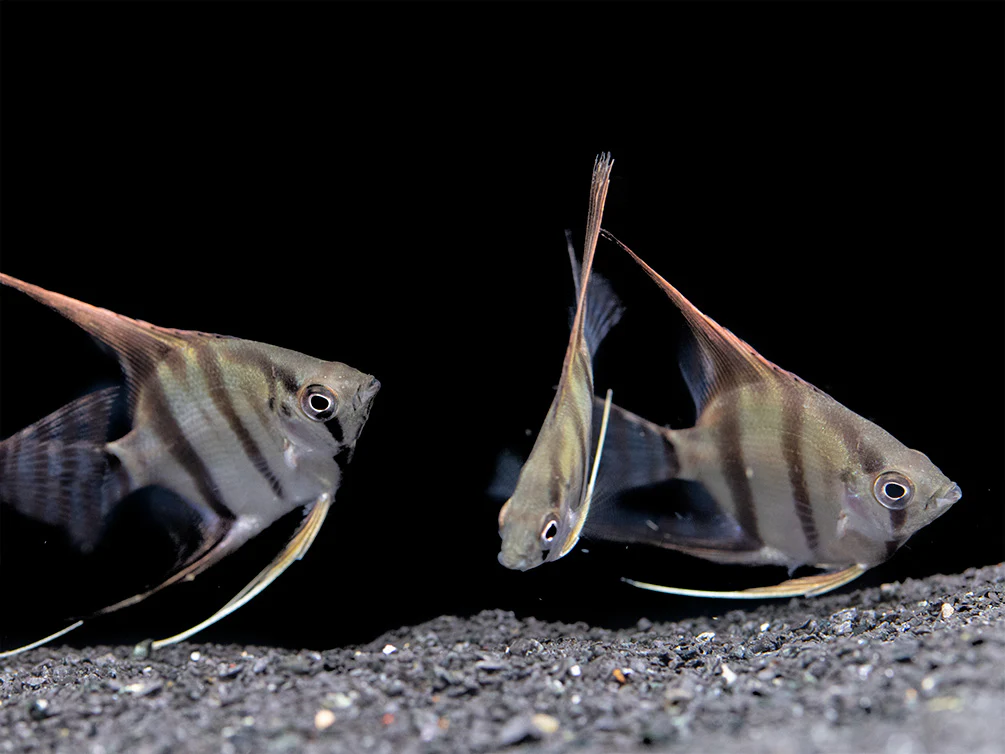 Redback Amapa Angelfish (Pterophyllum scalare) - TANK-BRED!!! - Nestor' Aquariums & Pets