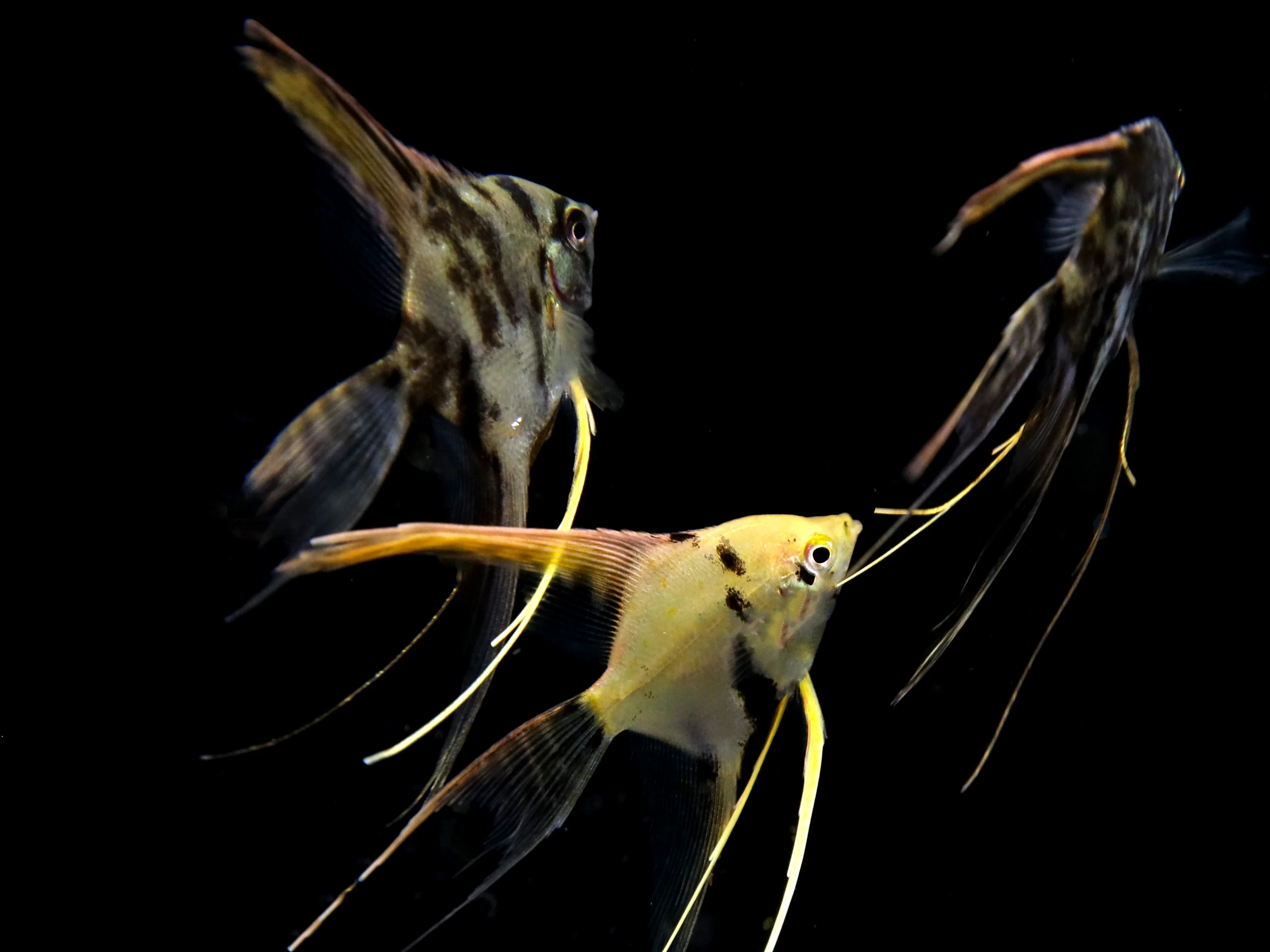 Assorted Veil Angelfish ( Pterophyllum scalare ) - Tank Bred - Nestor' Aquariums & Pets