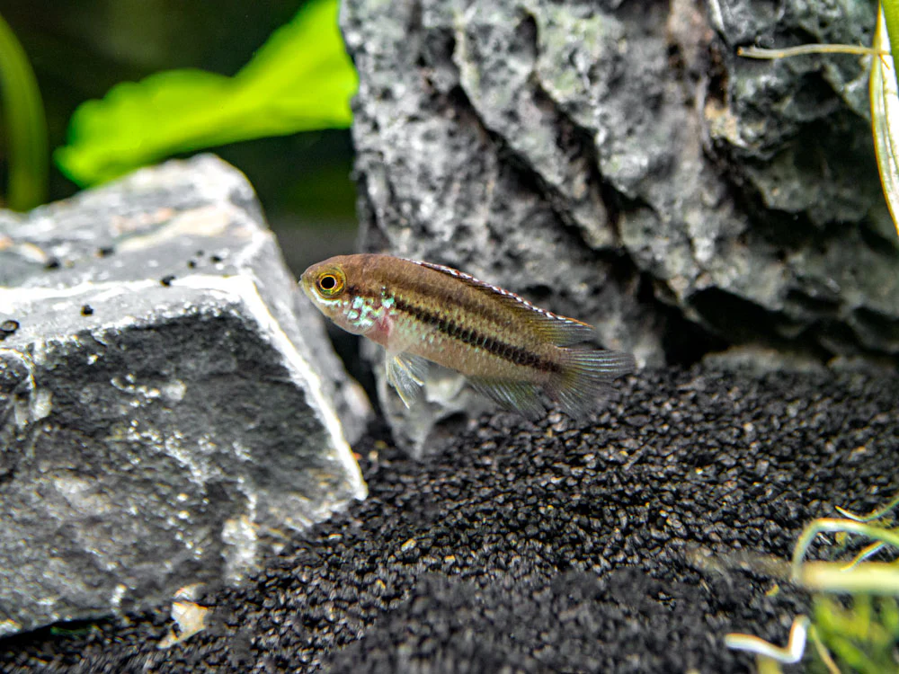 Golden Dwarf Cichlid (Nannacara anomala), - Tank Bred - Nestor' Aquariums & Pets