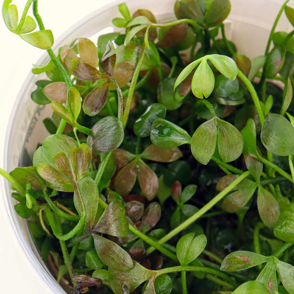 Marsilea Hirsuta Tissue Culture - Nestor' Aquariums & Pets