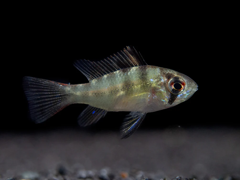 German Blue Ram Dwarf Cichlid (Mikrogeophagus ramirezi) - Tank-Bred! - Nestor' Aquariums & Pets