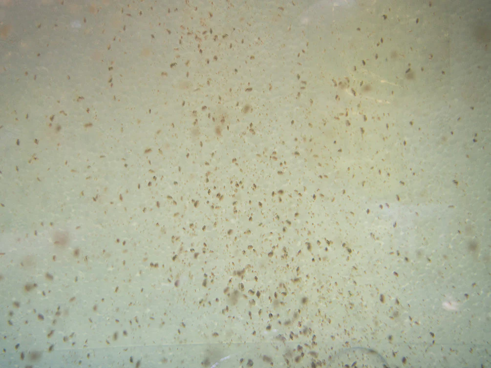 Live Daphnia and Scud Cultures Combo Pack - Aquatic Arts - Nestor' Aquariums & Pets
