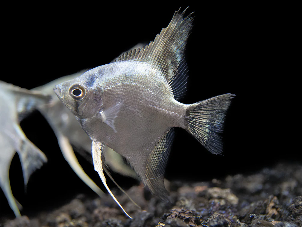 Belem Sky Blue Angelfish (Pterophyllum scalare) - Tank-Bred - Nestor' Aquariums & Pets