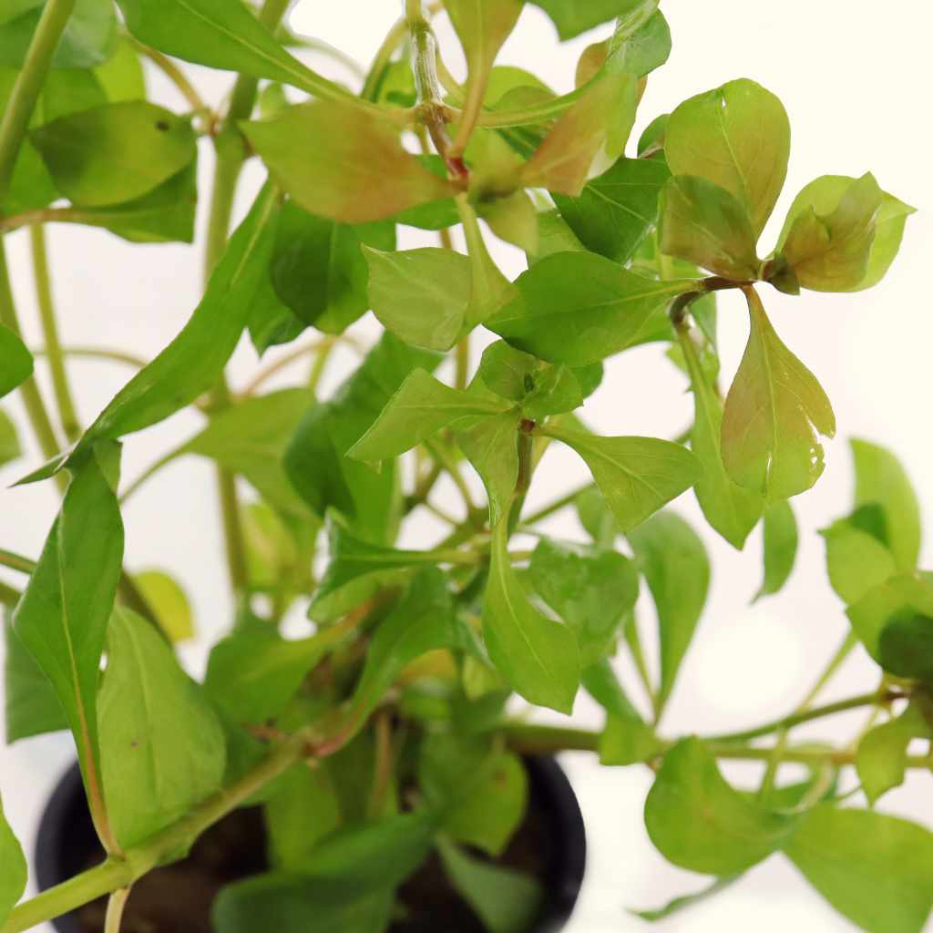 Ludwigia Repens 'Red' - Nestor' Aquariums & Pets