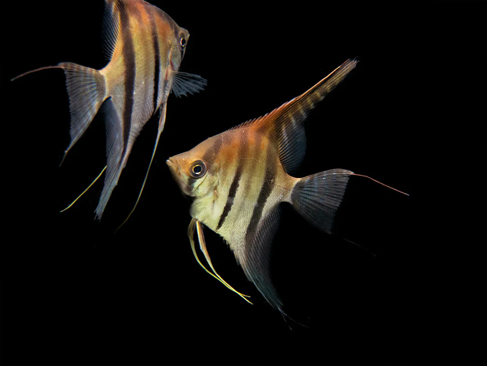 Red Shoulder Manacapuru Angelfish (Pterophyllum scalare) - TANK-BRED!!! - Nestor' Aquariums & Pets