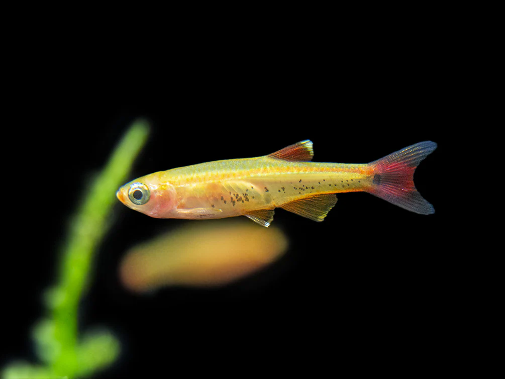 Gold White Cloud Mountain Minnow (Tanichthys albonubes 