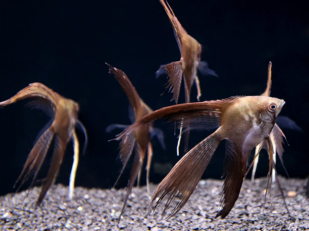 Smokey Chocolate Veil Angelfish (Pterophyllum scalare) – Tank Bred - Nestor' Aquariums & Pets