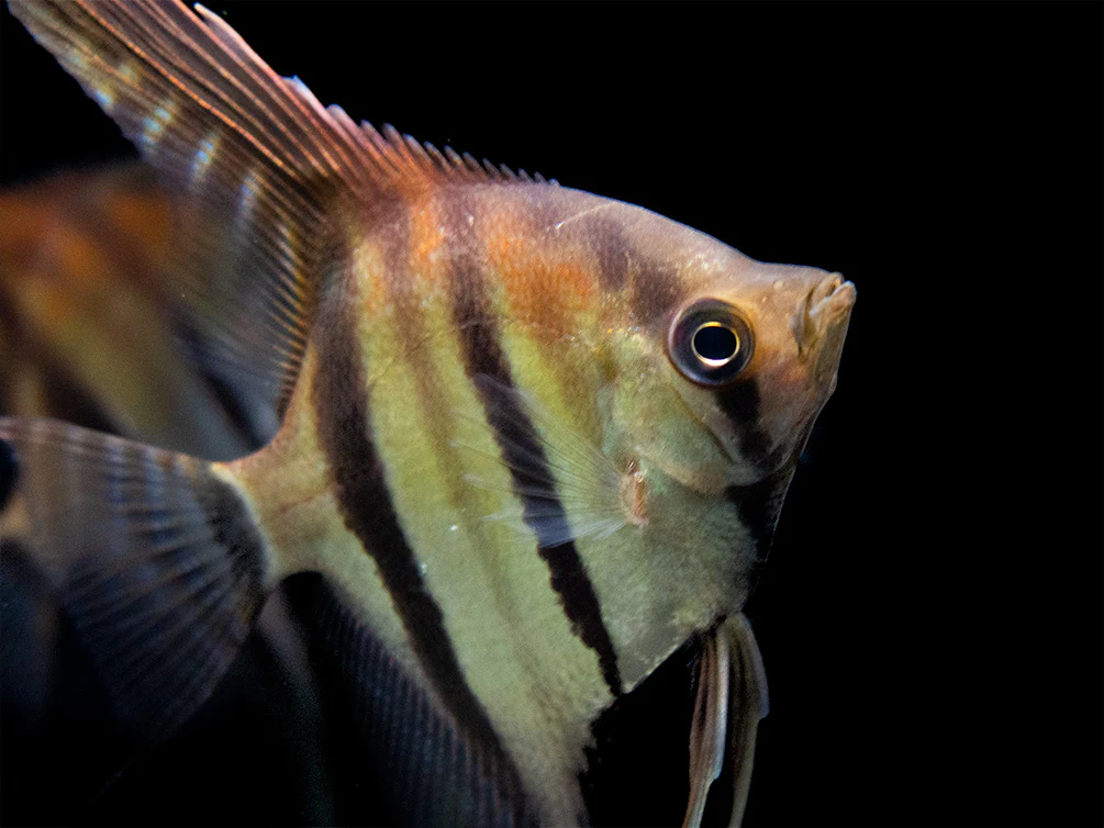 Red Shoulder Manacapuru Angelfish (Pterophyllum scalare) - TANK-BRED!!! - Nestor' Aquariums & Pets