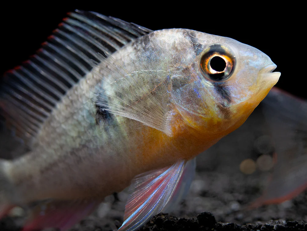 Bolivian Ram Dwarf Cichlid (Mikrogeophagus altispinosus), Tank-Bred - Nestor' Aquariums & Pets