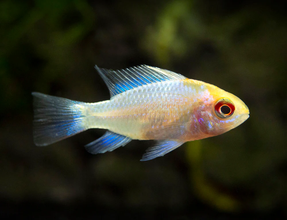 Gold Face Electric Blue Ram Cichlid (Mikrogeophagus ramirezi 