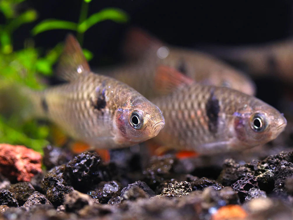 Odessa Barb (Pethia padamya) - Tank-Bred - Nestor' Aquariums & Pets