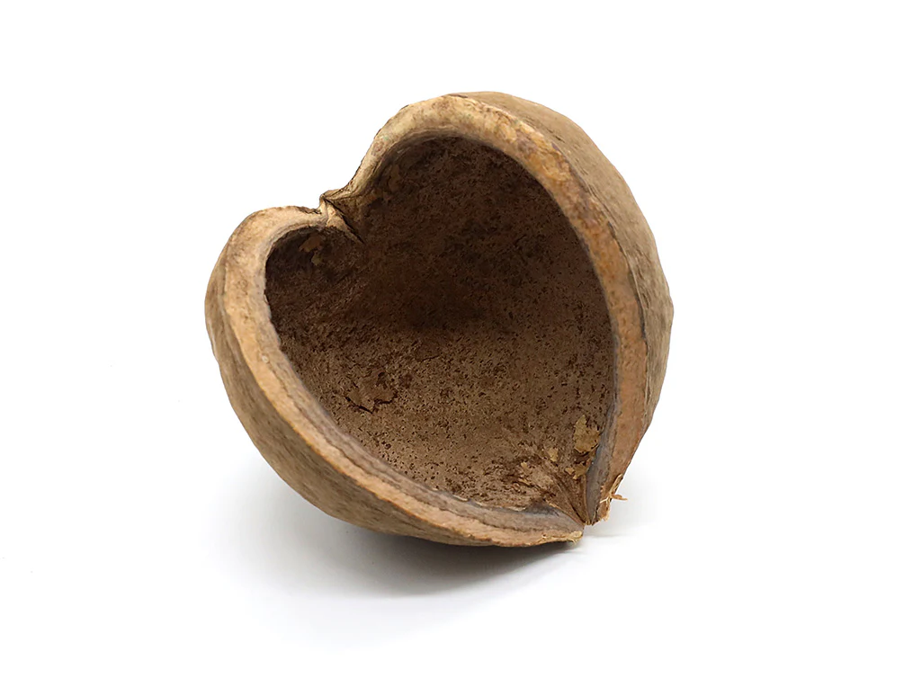 Aquatic Arts Buddha / Nut Pods — Dried Botanicals - Nestor' Aquariums & Pets