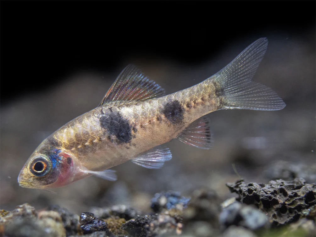 Red Panda AKA Melon Barb (Haludaria fasciata), Tank-Bred - Nestor' Aquariums & Pets
