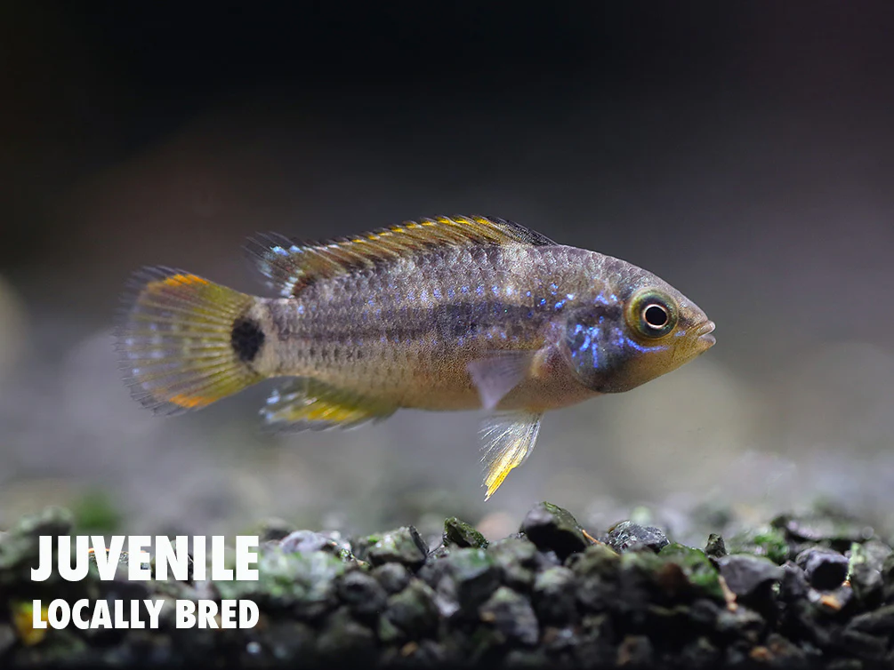 Panda Dwarf Cichlid (Apistogramma nijsseni) - Nestor' Aquariums & Pets