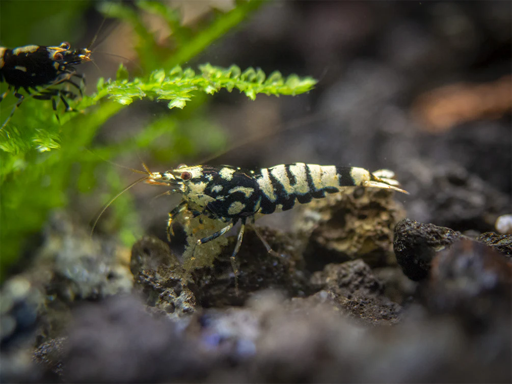 Black Galaxy Pinto Shrimp (Caridina cantonensis, A Grade), Tank-Bred - Nestor' Aquariums & Pets