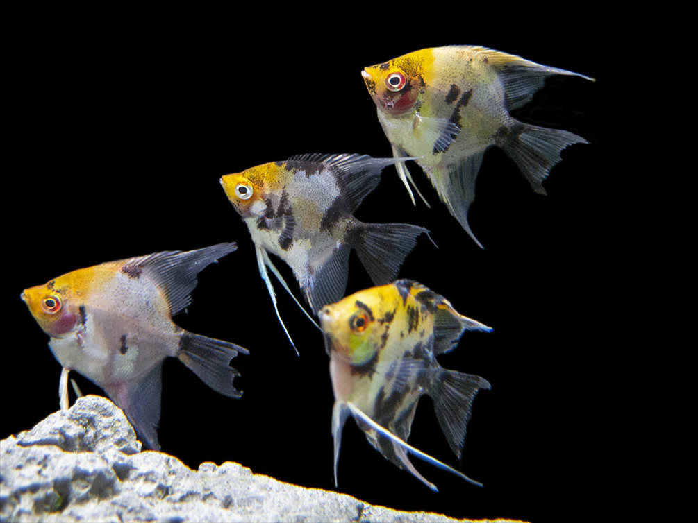 Koi Angelfish (Pterophyllum scalare) - Tank-Bred! - Nestor' Aquariums & Pets