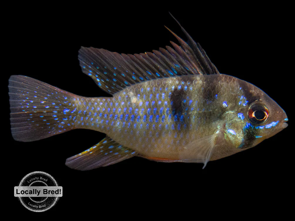 German Blue Ram Dwarf Cichlid (Mikrogeophagus ramirezi) - LOCALLY BRED!!! - Nestor' Aquariums & Pets