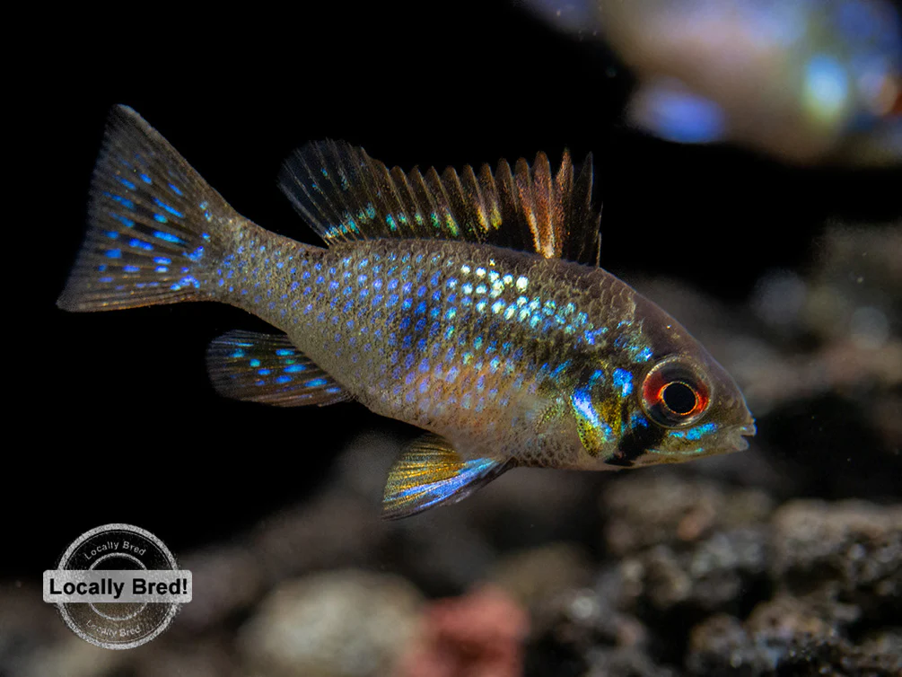 German Blue Ram Dwarf Cichlid (Mikrogeophagus ramirezi) - LOCALLY BRED!!! - Nestor' Aquariums & Pets