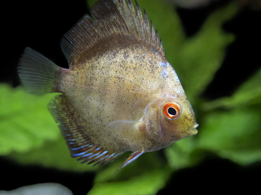 Dealer's Choice Discus (Symphysodon aequifasciatus), Tank-Bred - Nestor' Aquariums & Pets