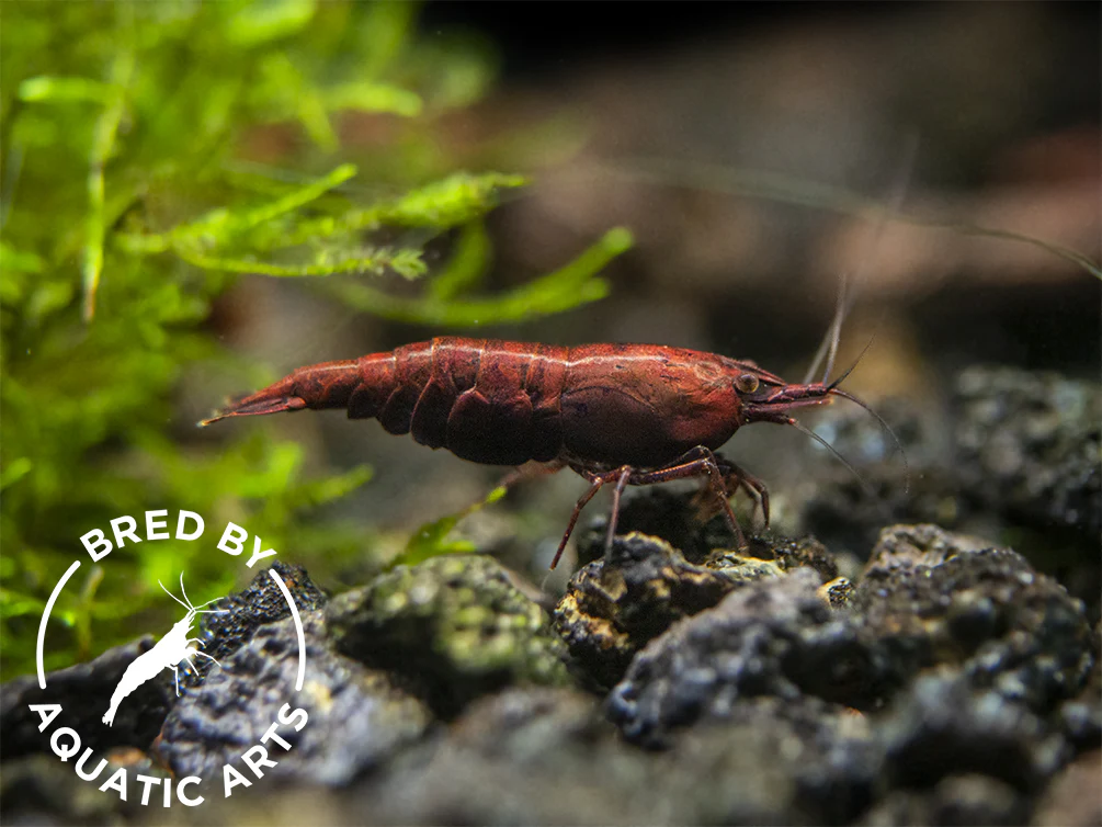 Bred By Aquatic Arts Neocaridina Shrimp Combo Box (Neocaridina davidi) - Nestor' Aquariums & Pets