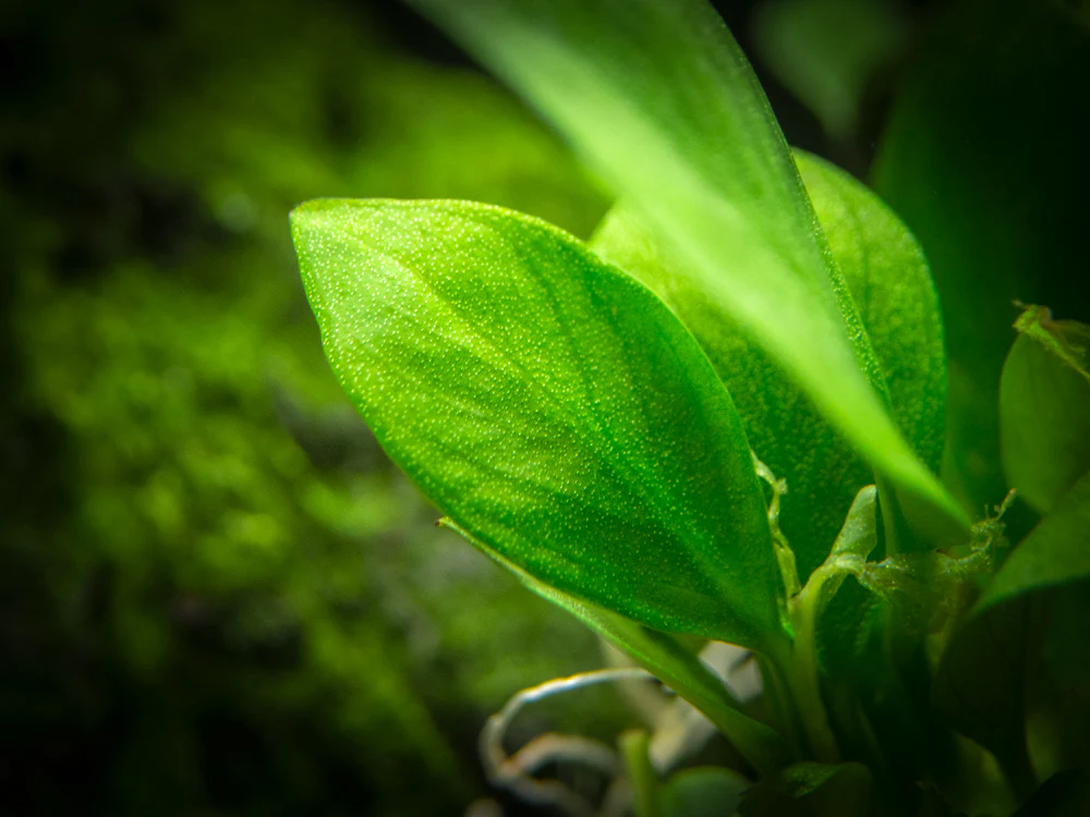Anubias Nangi (Anubias barteri 