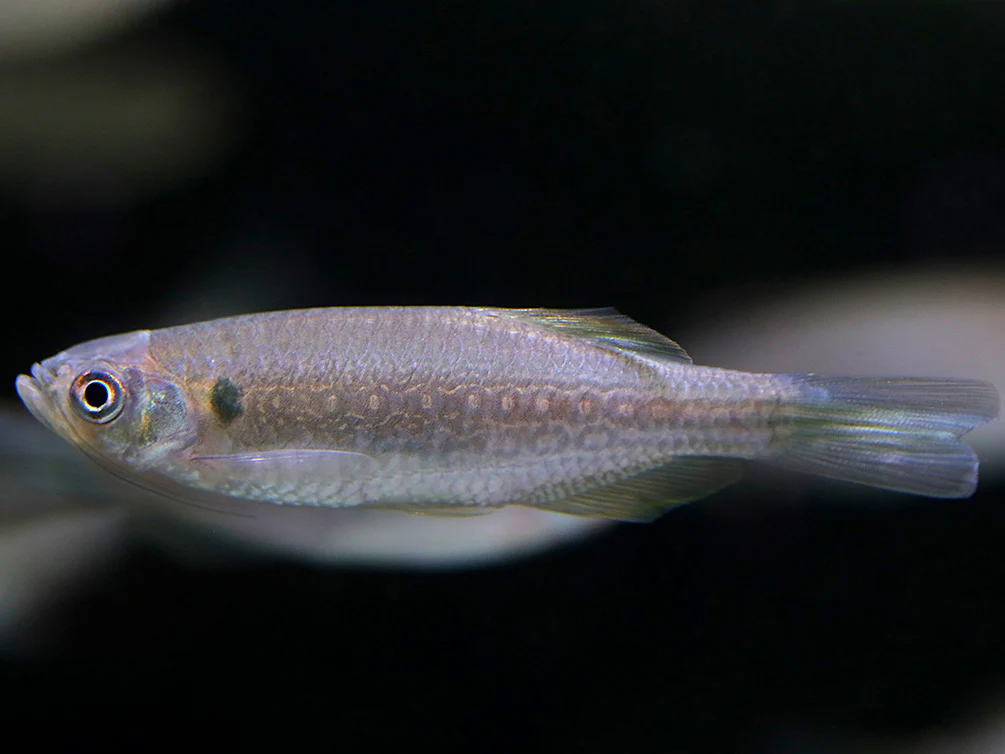 Moustached Danio (Danio dangila) - Nestor' Aquariums & Pets