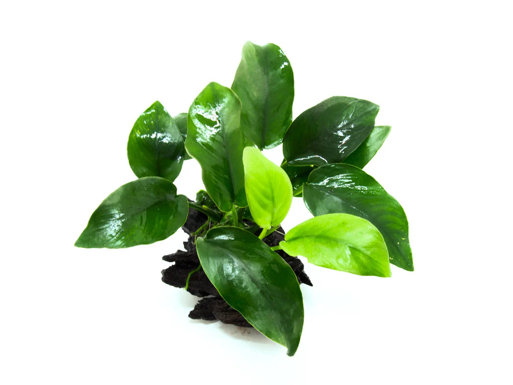 Anubias sp. on Driftwood - Nestor' Aquariums & Pets