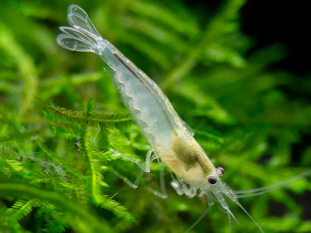 Snow Amano Shrimp (Caridina multidentata 