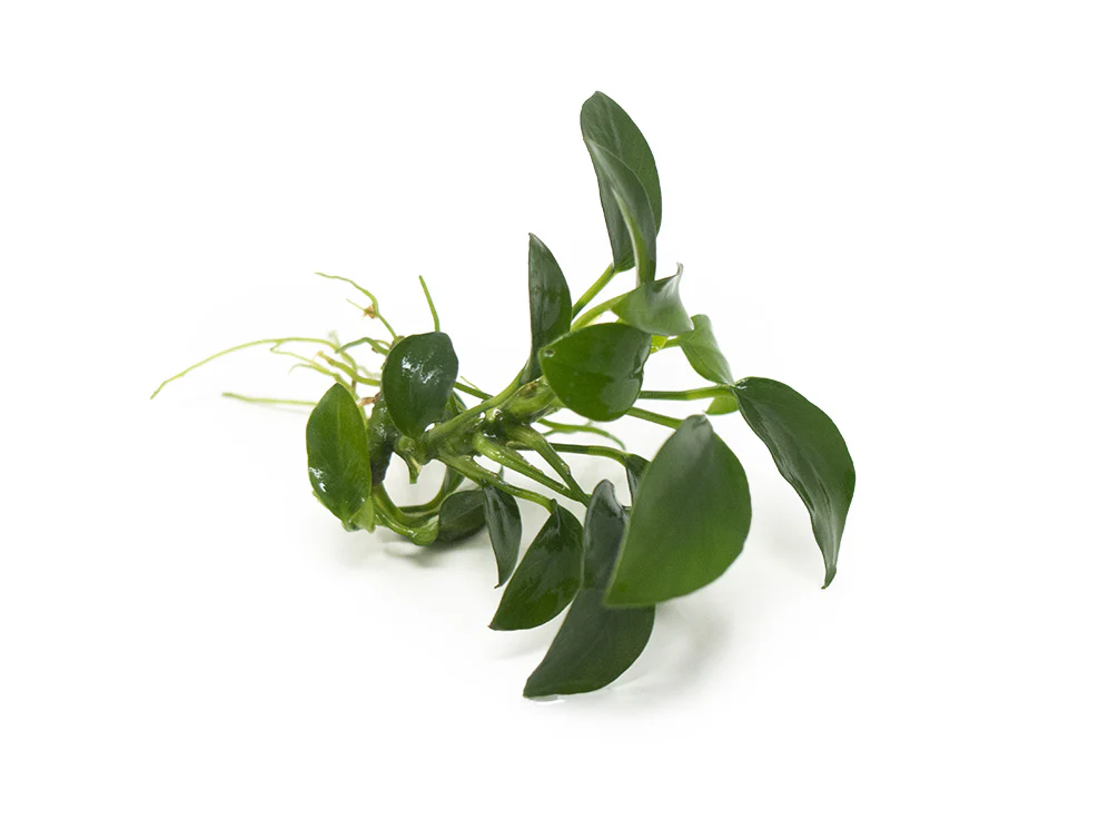 Petite Anubias Nana (Anubias barteri var. “Petite Nana”), Bare Root - Nestor' Aquariums & Pets