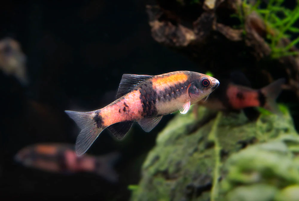 Red Panda AKA Melon Barb (Haludaria fasciata) - Nestor' Aquariums & Pets