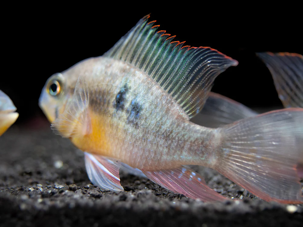 Bolivian Ram Dwarf Cichlid (Mikrogeophagus altispinosus), Tank-Bred - Nestor' Aquariums & Pets