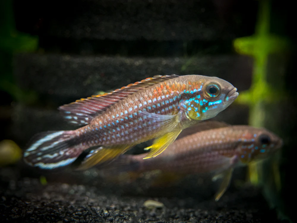 Tefe Agassizi's Dwarf Cichlid (Apistogramma cf. agassizii 