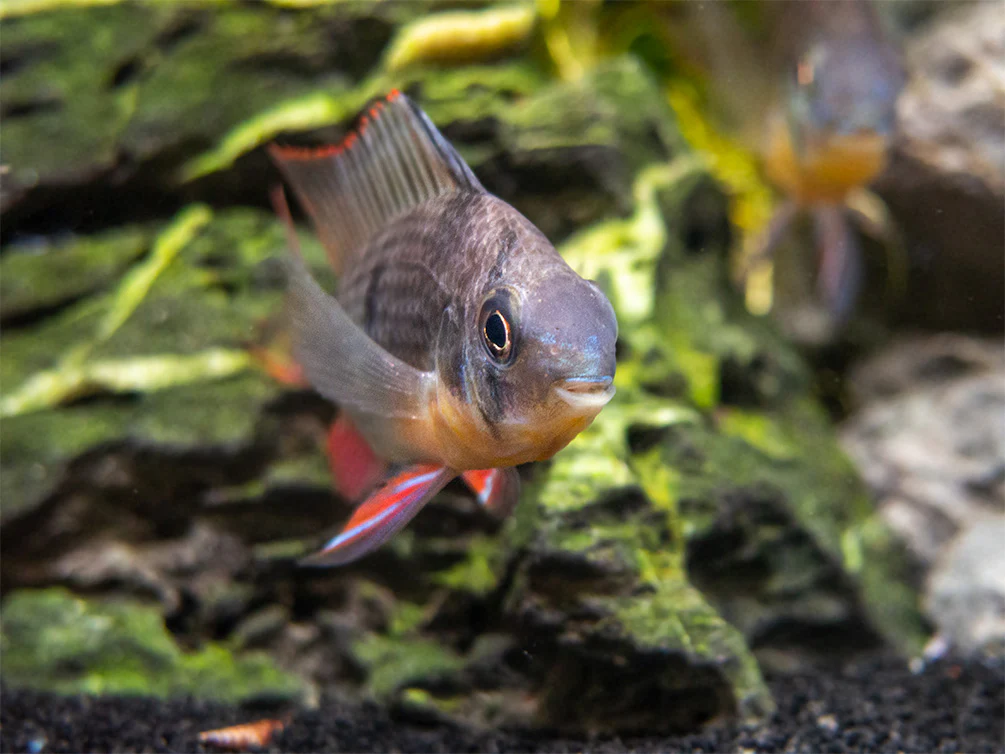 Bolivian Ram Dwarf Cichlid (Mikrogeophagus altispinosus), Tank-Bred - Nestor' Aquariums & Pets