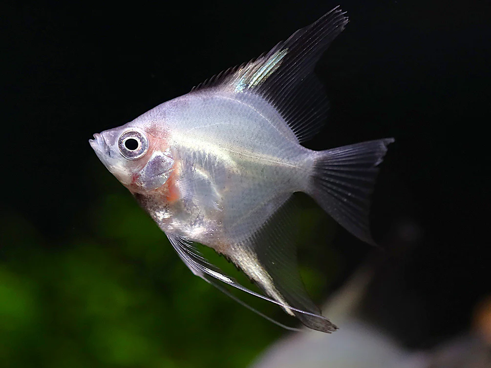 Blushing Blue Ghost Angelfish (Pterophyllum scalare) – Tank Bred - Nestor' Aquariums & Pets