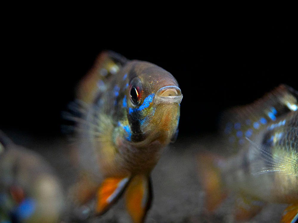German Black Ram Dwarf Cichlid (Mikrogeophagus ramirezi 