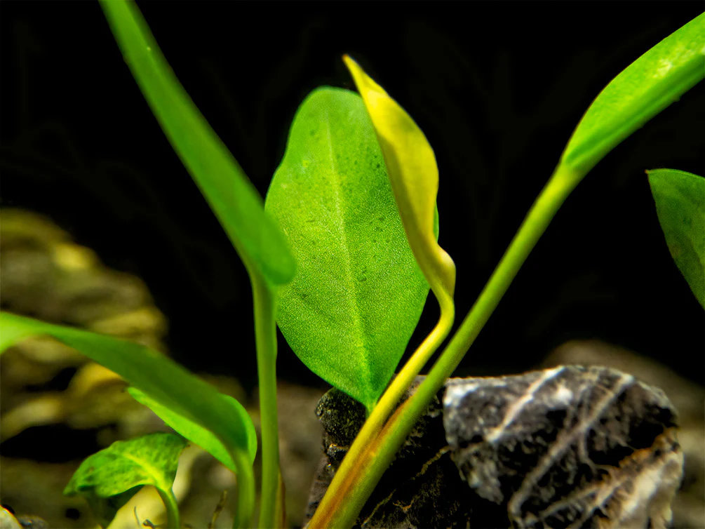 Anubias Congensis (Anubias heterophylla), bare root - Nestor' Aquariums & Pets