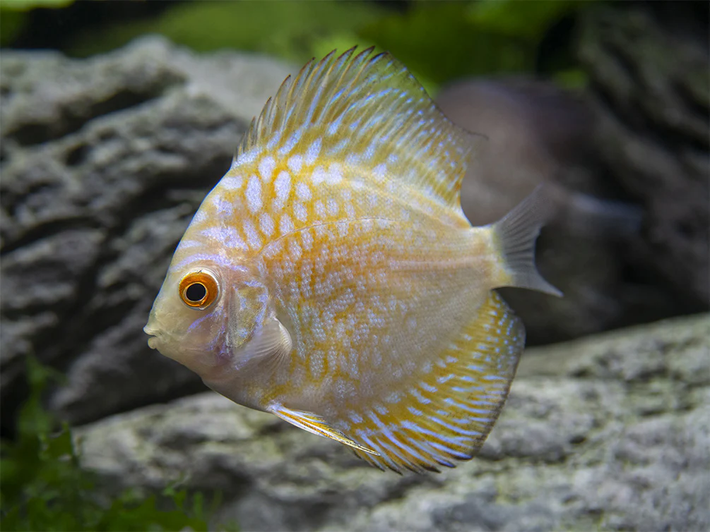 Dealer's Choice Discus (Symphysodon aequifasciatus), Tank-Bred - Nestor' Aquariums & Pets