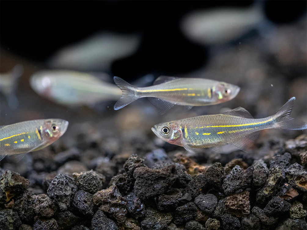 Giant Danio (Devario aequipinnatus), Tank-Bred! - Nestor' Aquariums & Pets