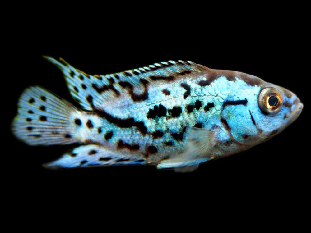 Electric Blue AKA Powder Blue Jack Dempsey Cichlid (Rocio octofasciata 