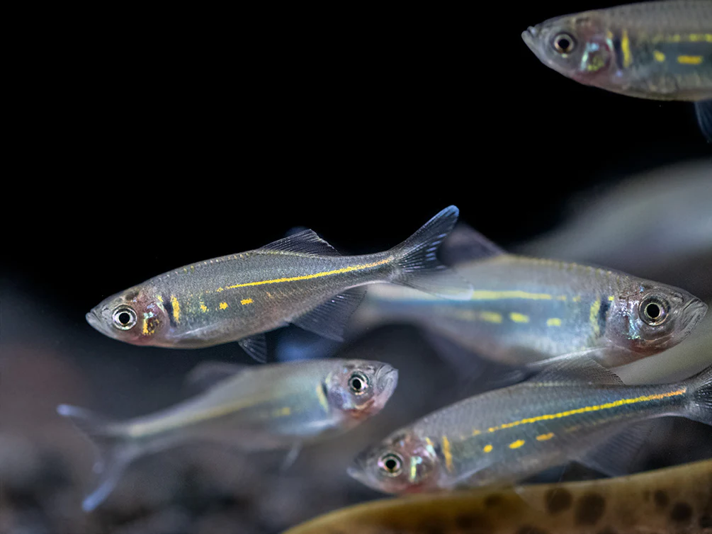 Giant Danio (Devario aequipinnatus), Tank-Bred! - Nestor' Aquariums & Pets