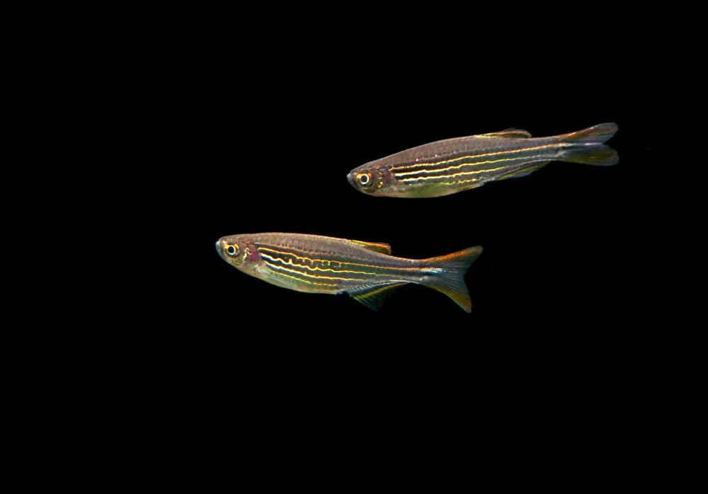 Striped Kyathit AKA Orange Finned Danio (Brachydanio kyathit), Tank-Bred! - Nestor' Aquariums & Pets
